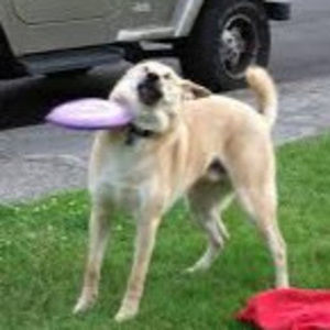 Meet your Posher, Alan